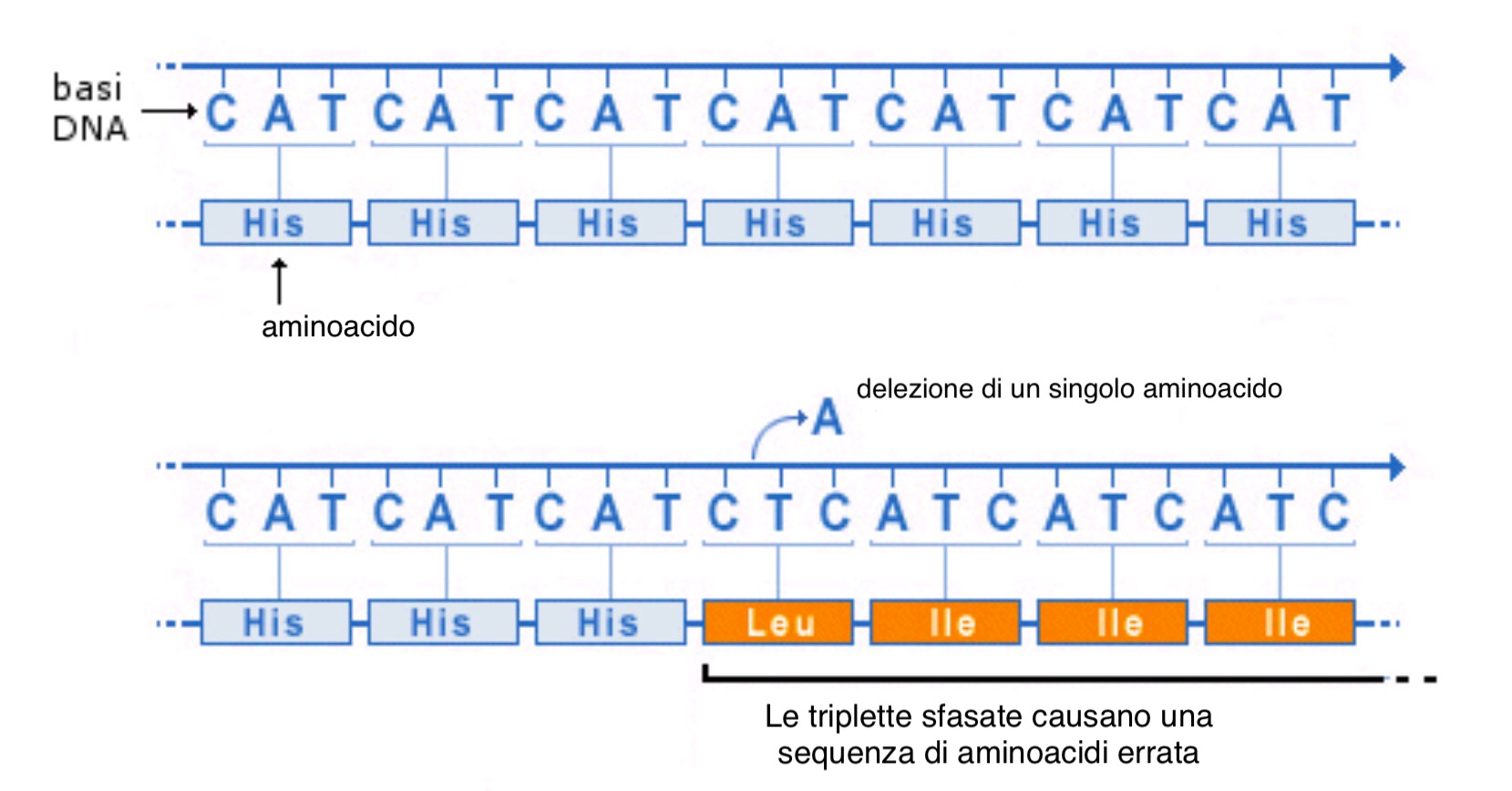 Delezione di un nucleotide 