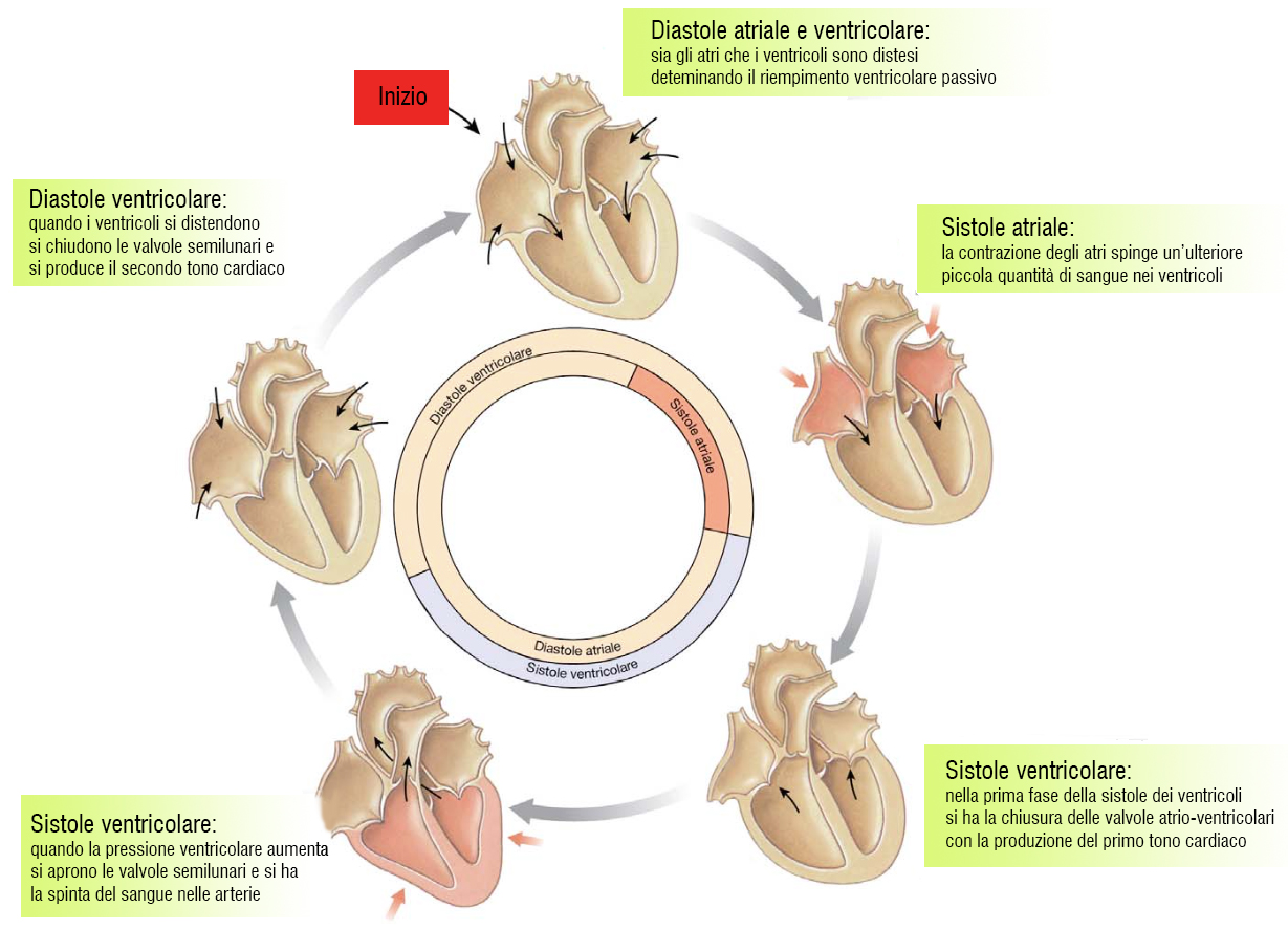 Il ciclo cardiaco ESCAPE='HTML'
