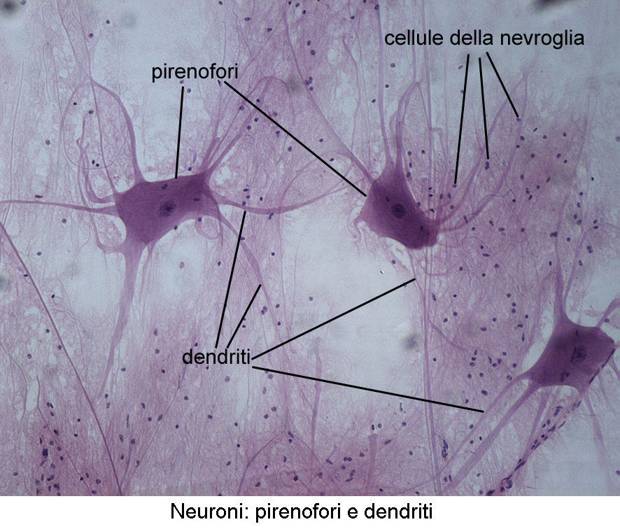 Tessuto nervoso